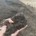 高温发酵干牛粪有机肥｜腐熟彻底·不烧根·改良土壤（量大谈