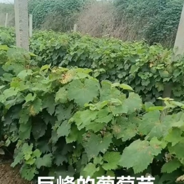 巨峰葡萄苗
