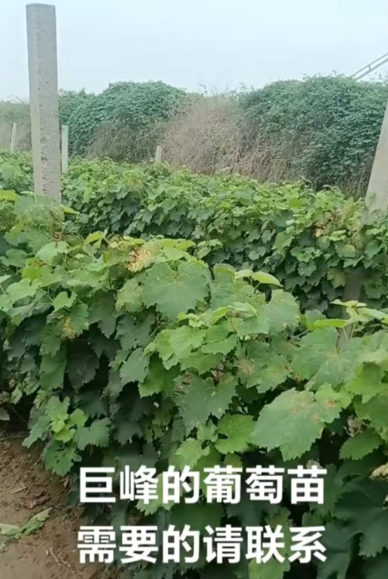 巨峰葡萄苗
