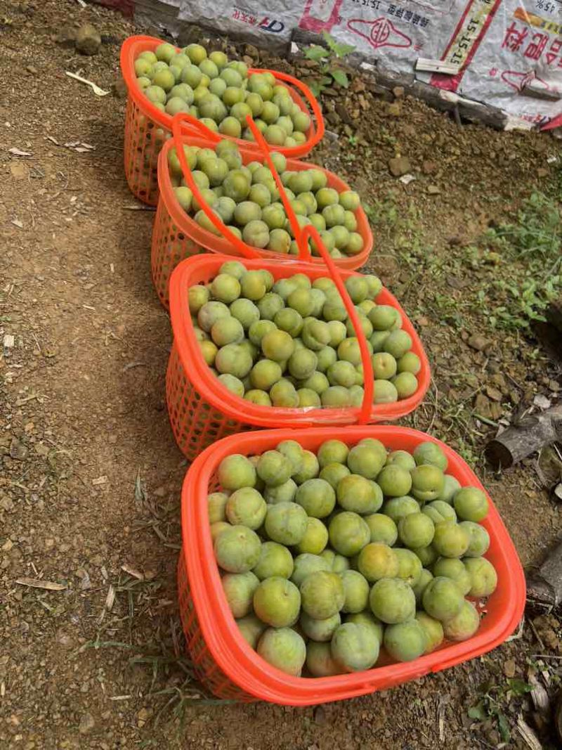 贵州六马镇宁蜂糖李