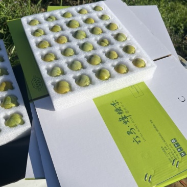 贵州六马镇宁蜂糖李