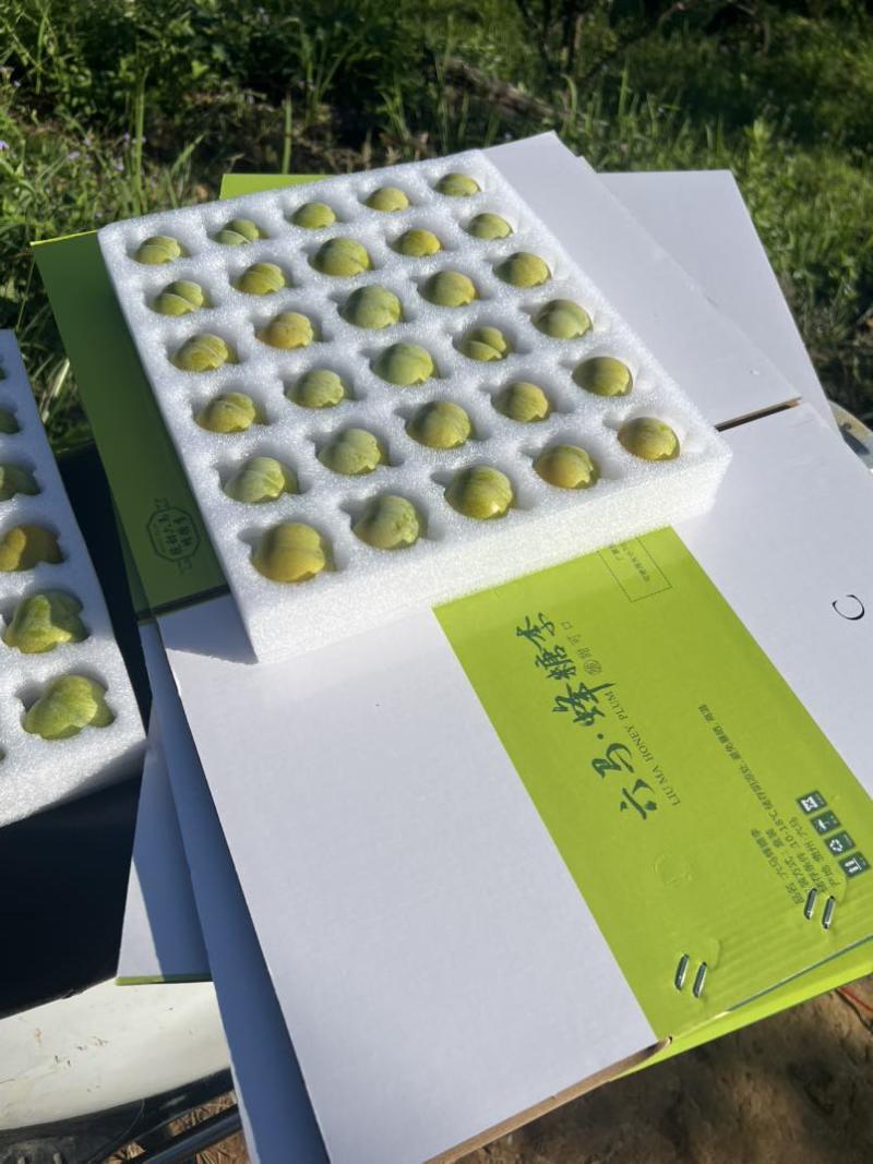 贵州六马镇宁蜂糖李