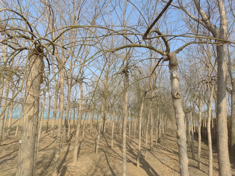树身直型好