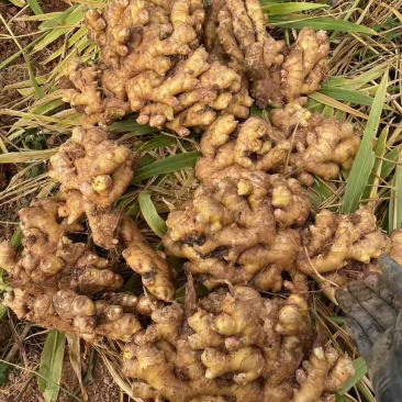 小黄姜