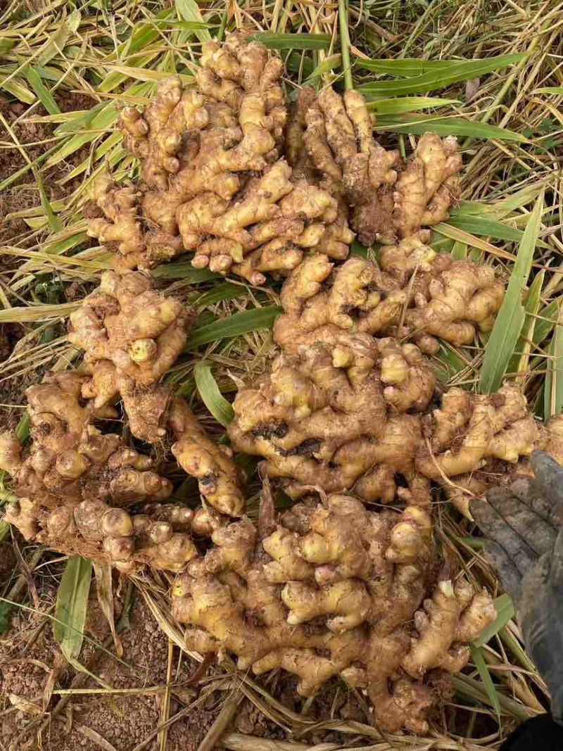 小黄姜