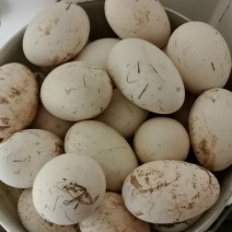 农村自己养的纯粮食土鹅蛋，200多只，平均每天能捡50个