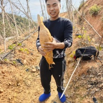 鲜葛根