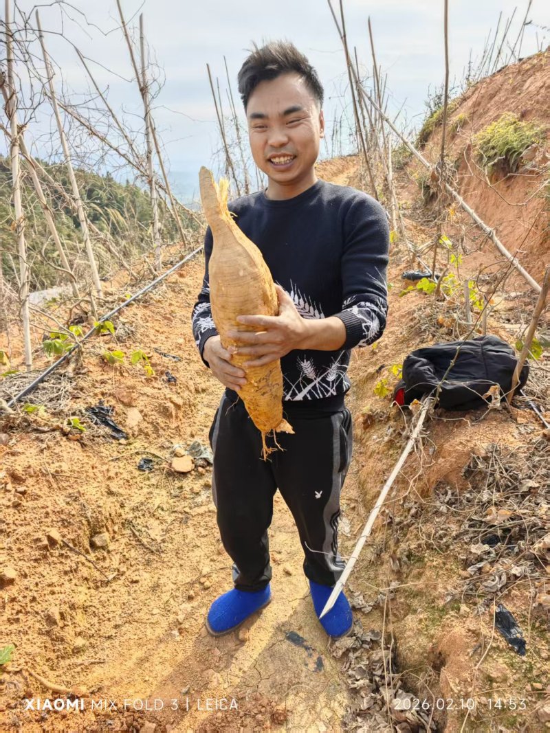 鲜葛根