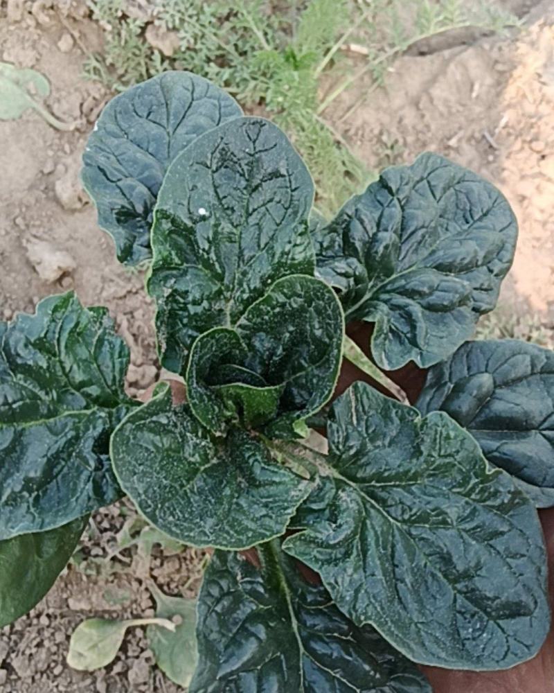 河南省淮阳区大连乡红根圆叶趴地波菜
