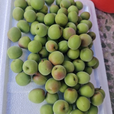福建漳州诏安青梅