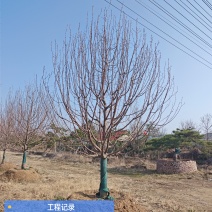 银杏树，樱花树，乌桕，朴树，等绿化苗木