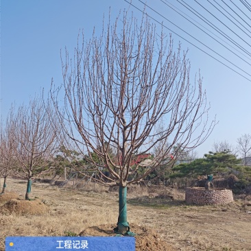 银杏树，樱花树，乌桕，朴树，等绿化苗木