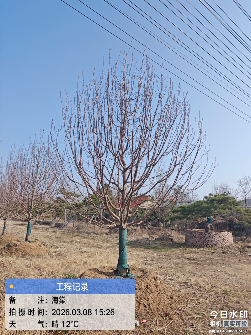 银杏树，樱花树，乌桕，朴树，等绿化苗木