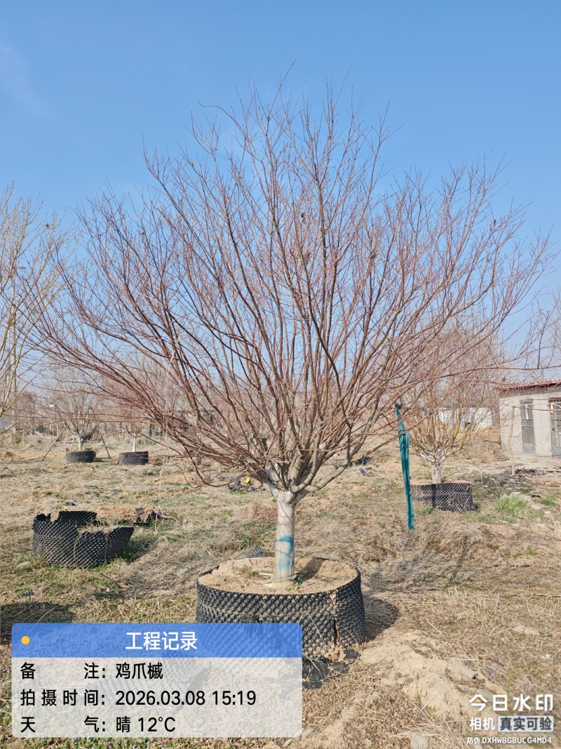 银杏树，樱花树，乌桕，朴树，等绿化苗木