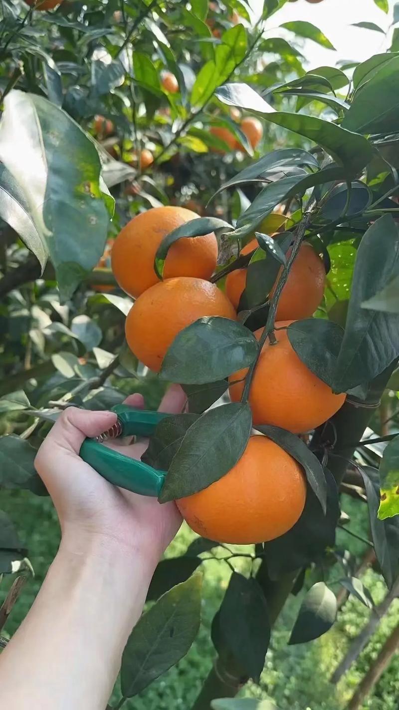 沃柑果皮干净，硬度好