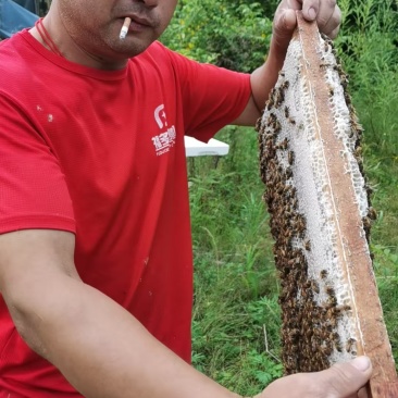 东北特产椴树蜜