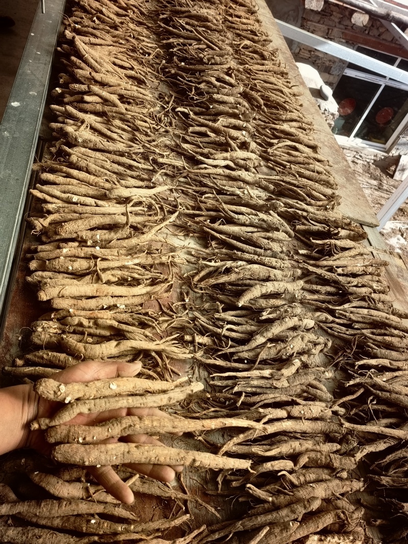 产地直发正宗高品质规格齐全当归选购**