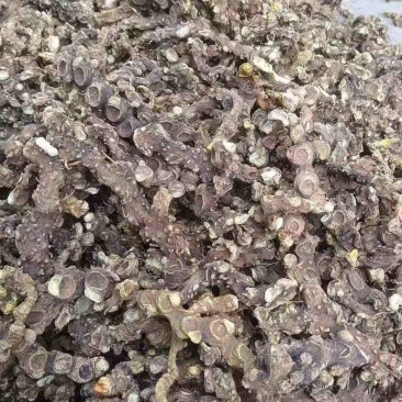 野生盘龙七偏头七鹿药干货，需要的大量供货