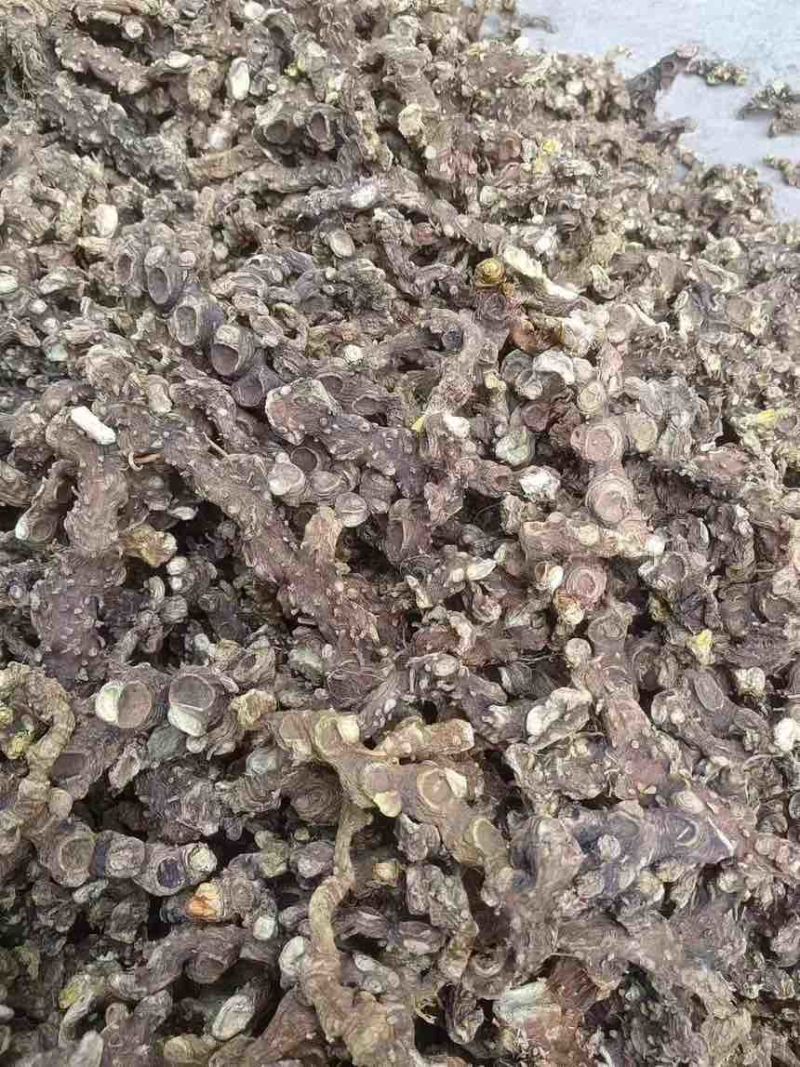 野生盘龙七偏头七鹿药干货，需要的大量供货