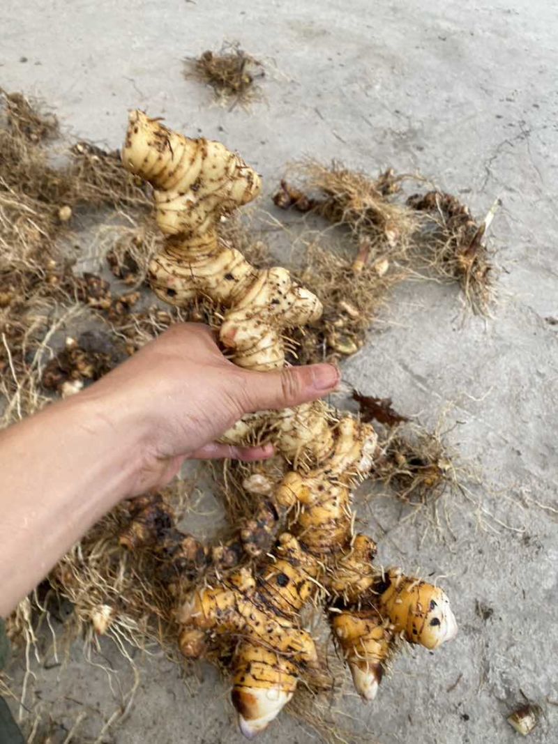 野生盘龙七偏头七鹿药干货，需要的大量供货