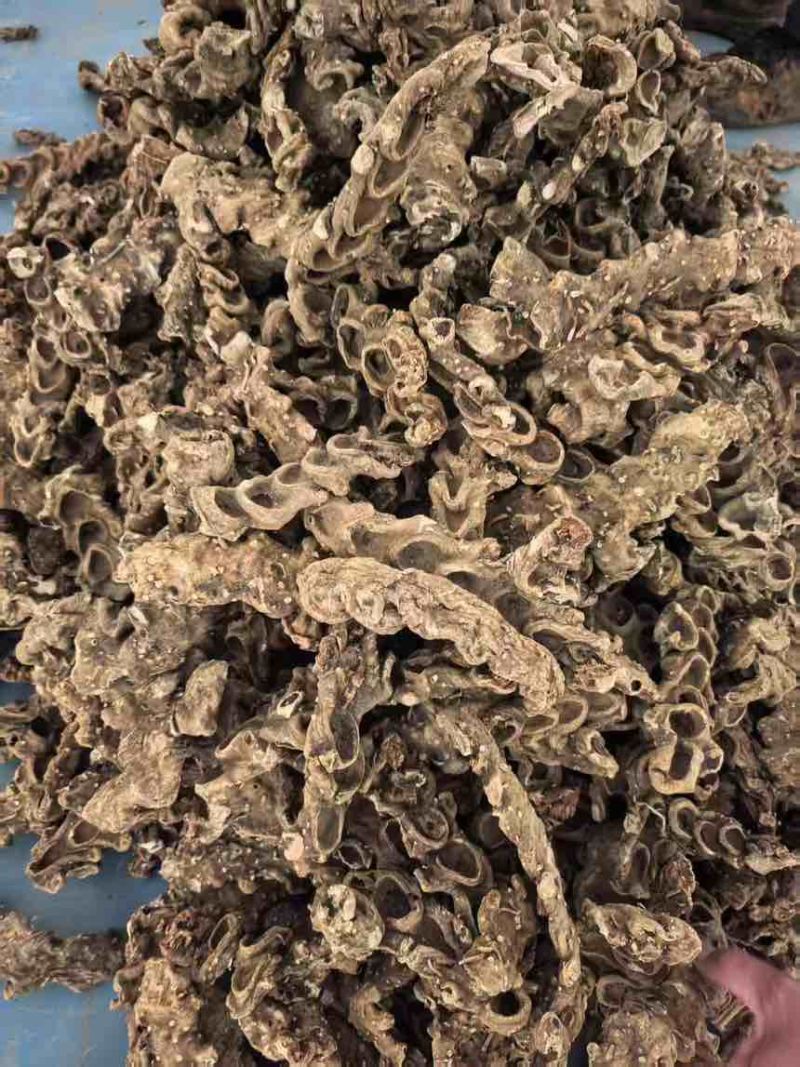 野生盘龙七偏头七鹿药干货，需要的大量供货