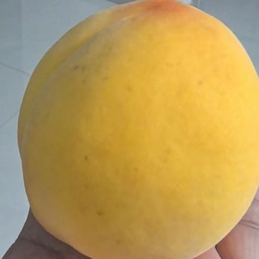 黄桃，黄金密7号