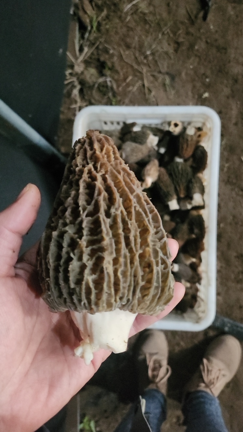 宁晋羊肚菌6妹，7妹