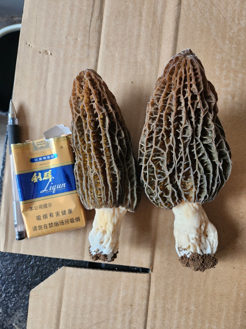 宁晋羊肚菌6妹，7妹