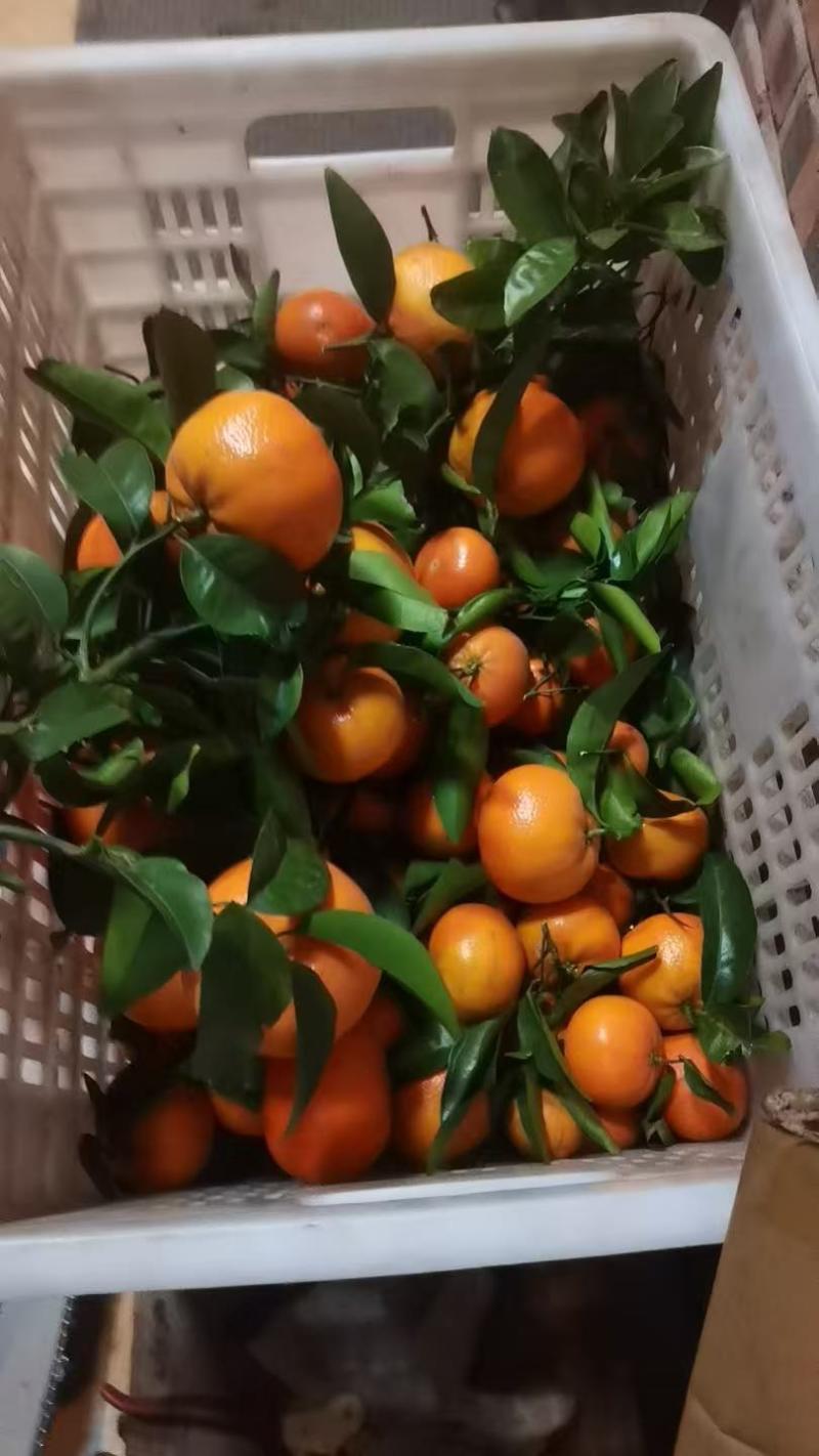 重庆长寿区柑橘大量上市货源充足对接各大市场商超欢迎致电