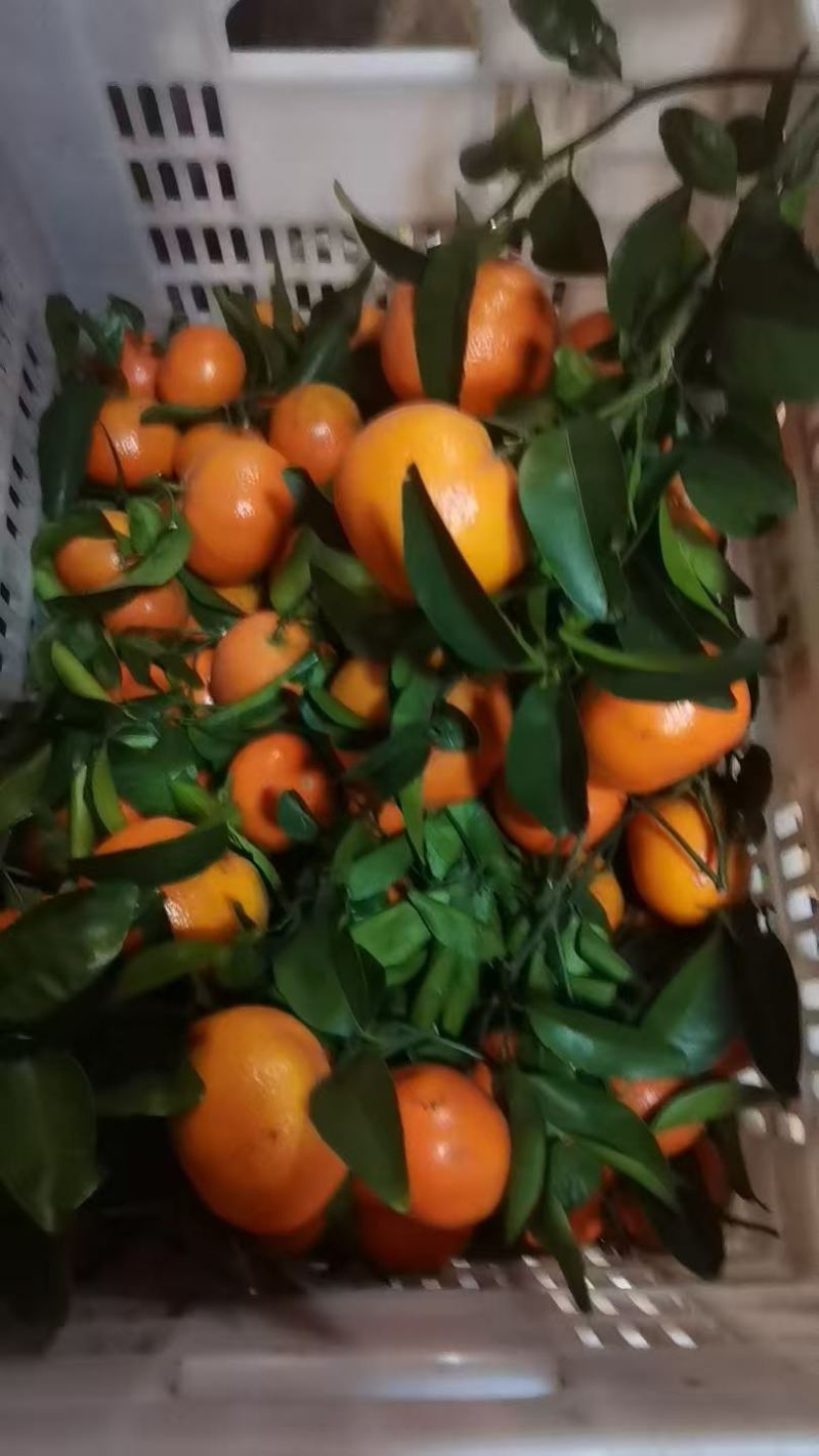 默科特柑橘大量上市产地直发对接各大市场商超平台量大从优