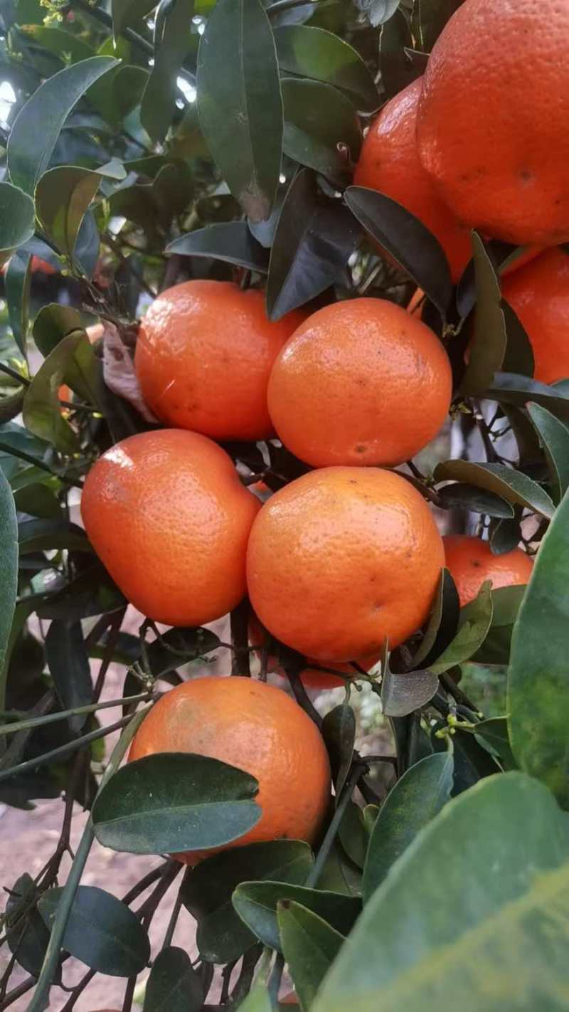重庆默科特柑橘基地直供大量有货对接批发市场档口量大从优