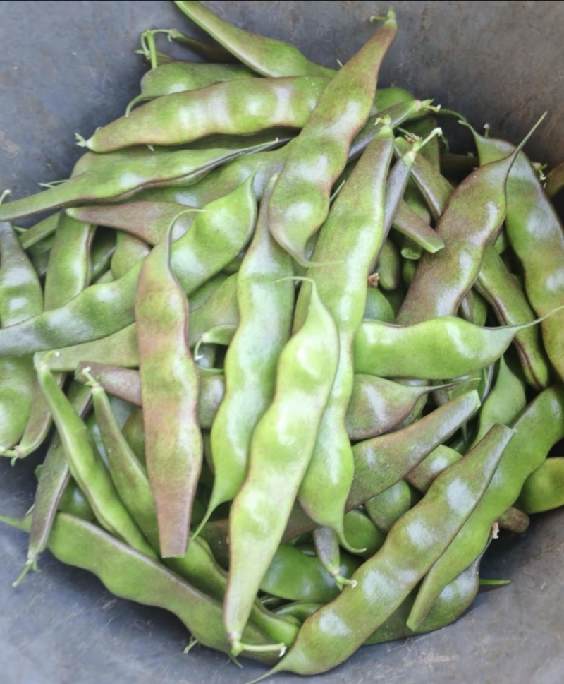 油豆