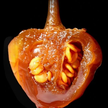 七彩颜值椒，酸辣开胃，凉拌/炒菜/做蘸料一绝！
