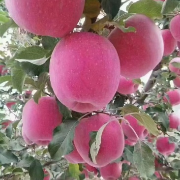 秦安红富士苹果高山货