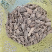 鲜莪术