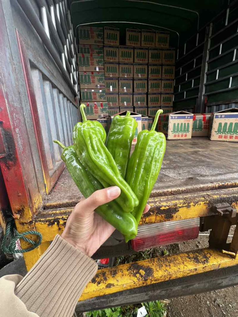 产地代办！一手货源！精品海南辣椒！产地海南省加来镇！