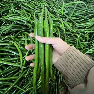 产地代办！一手货源！精品海南辣椒！产地海南省加来镇！