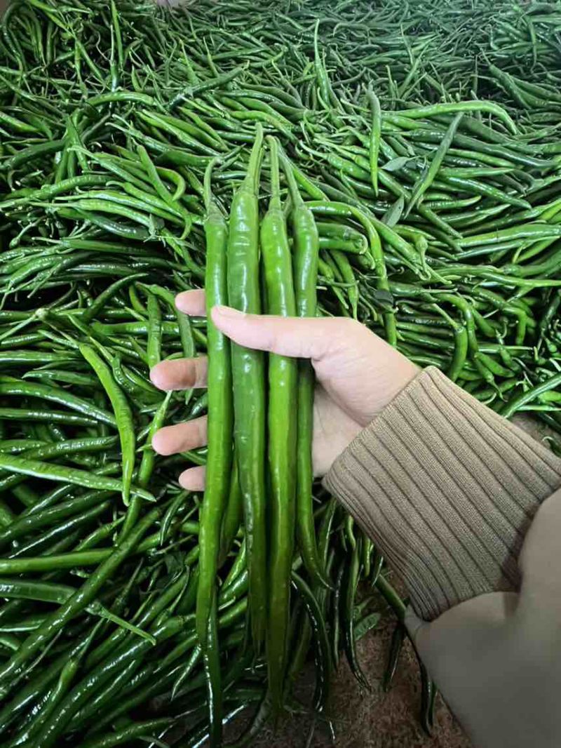 产地代办！一手货源！精品海南辣椒！产地海南省加来镇！