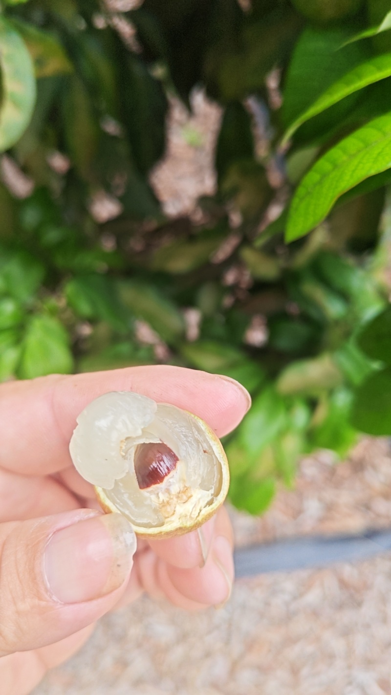 海南新鲜石硖龙眼