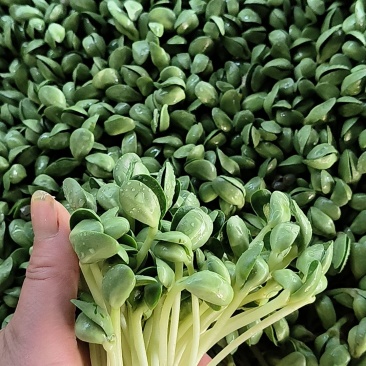 青豆苗