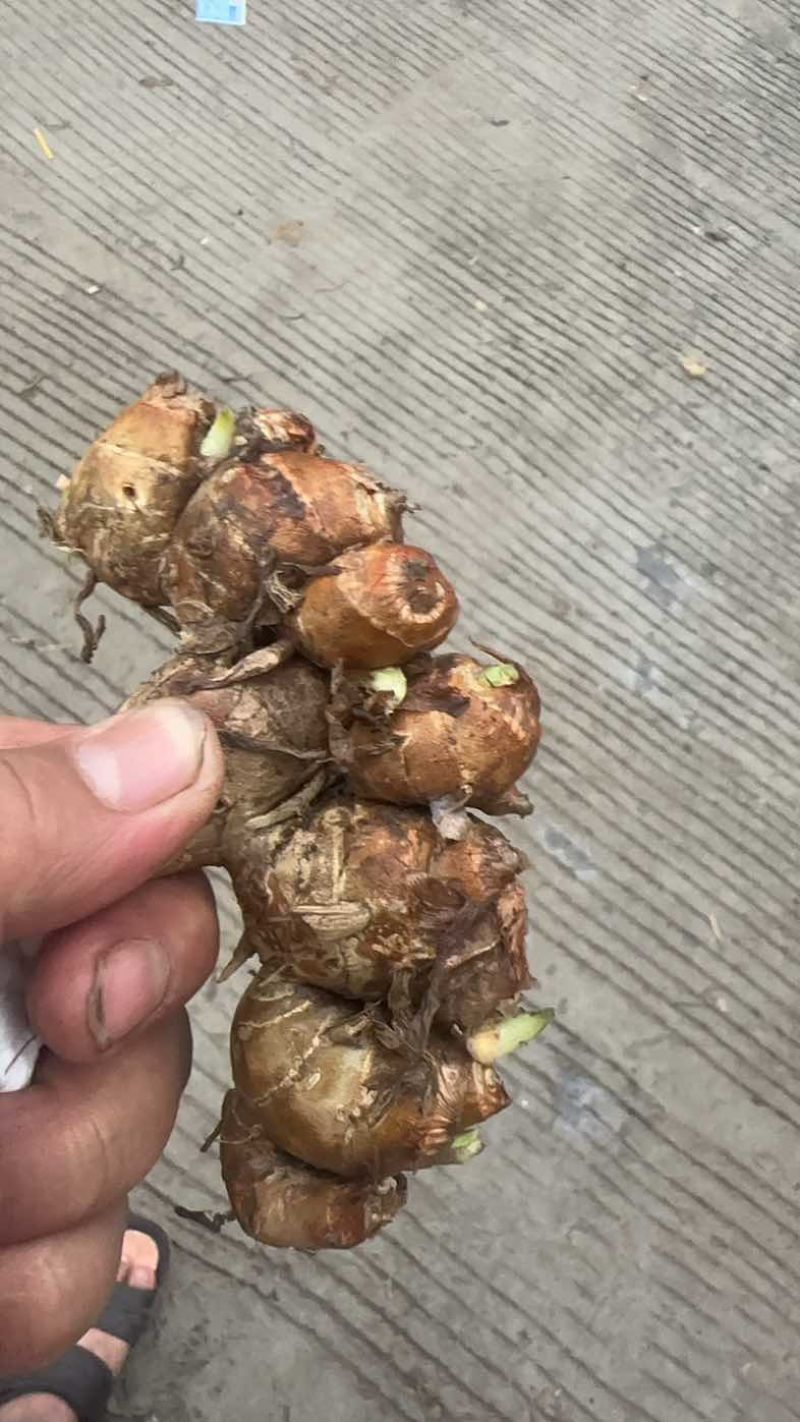 沙姜种