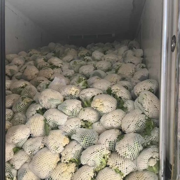 平根净菜沛县万亩菜花130和150开采了