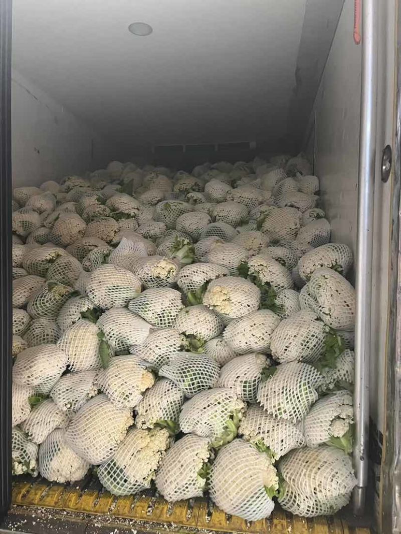 平根净菜沛县万亩菜花130和150开采了