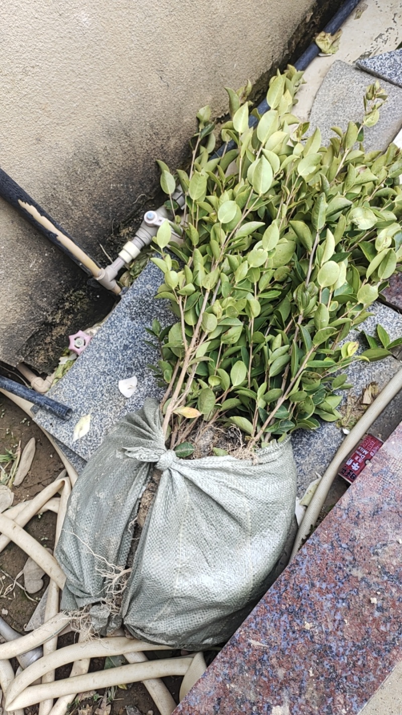 茶子苗