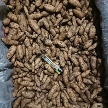 天麻种子