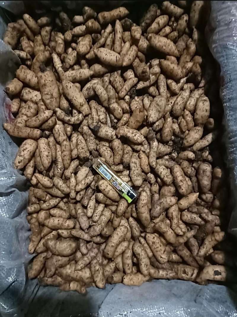 天麻种子