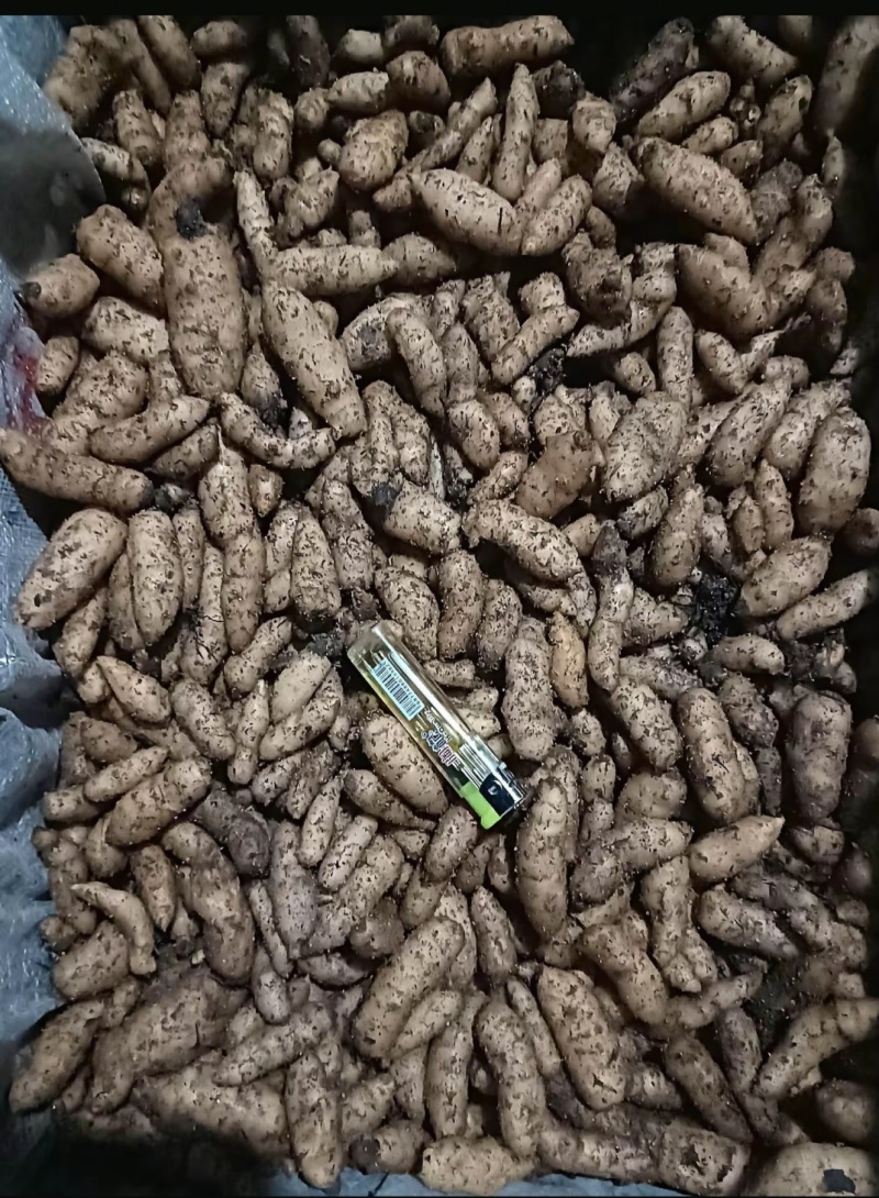 天麻种子