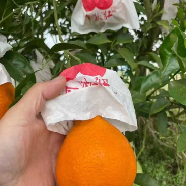 耙耙柑