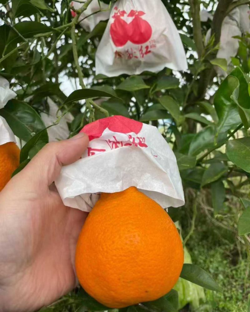 耙耙柑