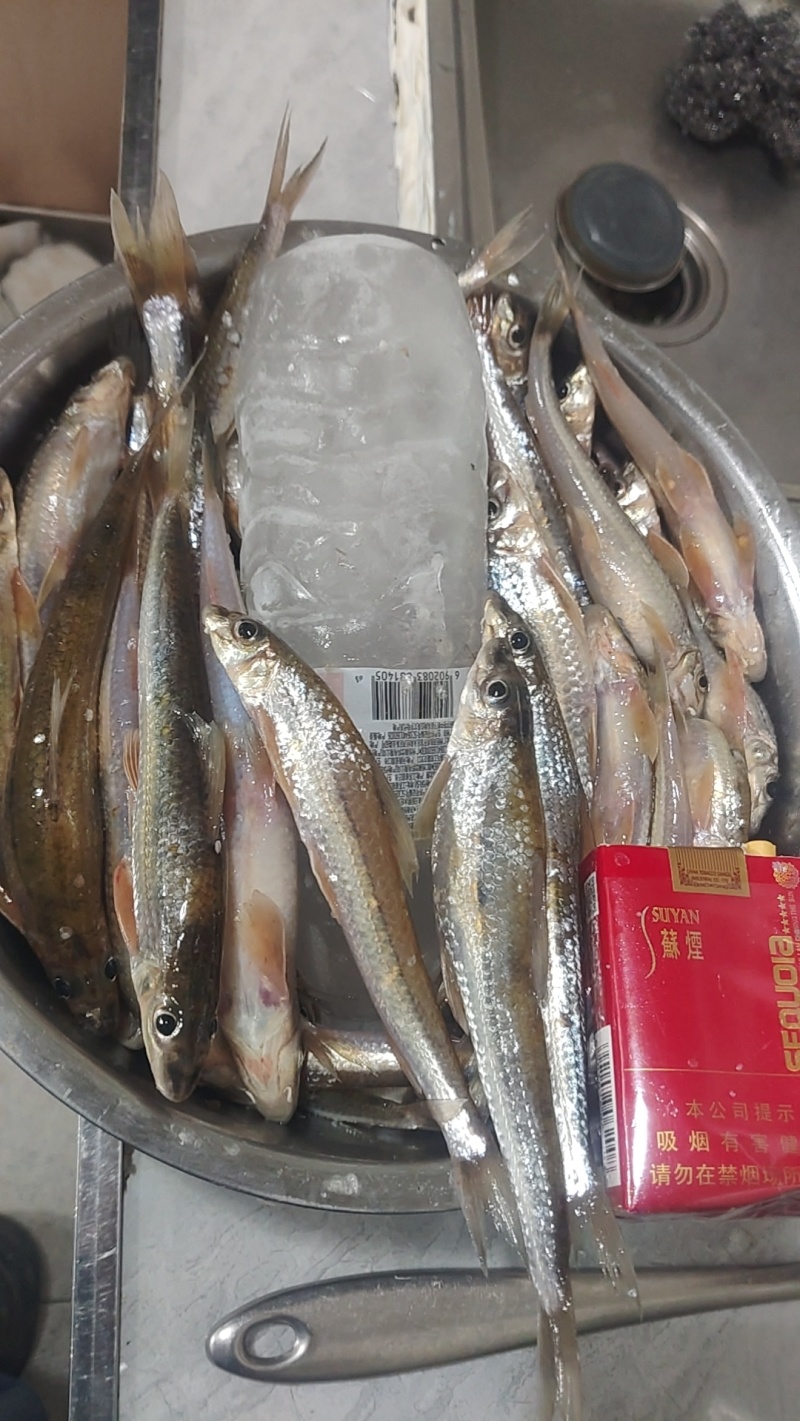 船丁鱼